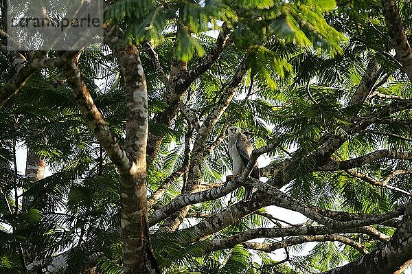 Junger Harpyie-Adler (Harpia harpyja)  auf einem Ast hoch im Baum sitzend  Alta Floresta  Mato Grosso  Brasilien  Südamerika