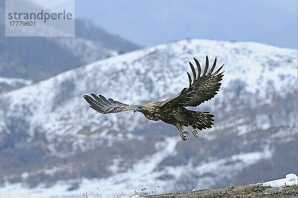 Steinadler (Aquila chrysaetos) erwachsen  im Flug über schneebedeckte Berge  Karpaten  Bulgarien  Winter  Europa