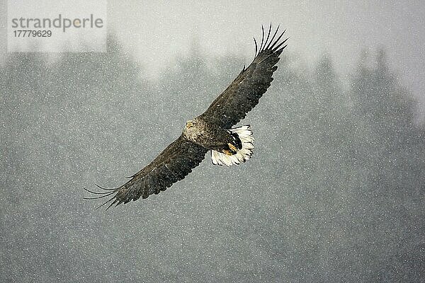 Seeadler (Haliaeetus albicilla) erwachsen  im Flug  während Schneesturm  Hokkaido  Japan  Winter  Asien