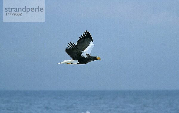 Riesenseeadler  Adler  Greifvögel  Tiere  Vögel  Steller's Sea-eagle (Haliatus pelagicus) In flight over sea  Hokkaido  Japan  Asien