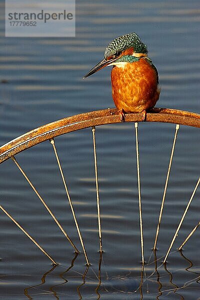 Eisvogel (Alcedo atthis)  erwachsen  auf rostigem Fahrradrad im Wasser sitzend  Midlands  England  Herbst