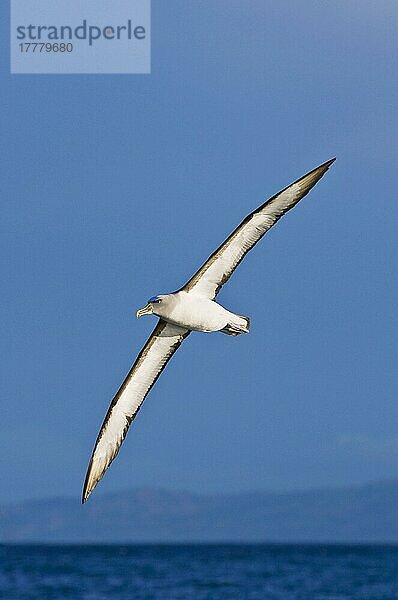 Südlicher Buller-Albatros (Thalassarche bulleri bulleri) erwachsen  im Flug über das Meer  Kaikoura  Südinsel  Neuseeland  Ozeanien