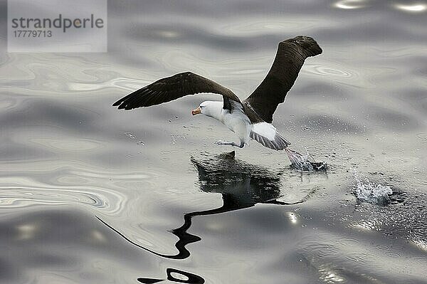 Erwachsener Schwarzbrauenalbatros (Thalassarche melanophrys)  vom Wasser abfliegend  Südpolarmeer  vor Südamerika  November