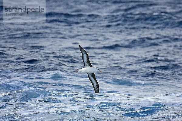 Erwachsener Schwarzbrauenalbatros (Diomedia melanophris)  im Flug über das Meer  Antarktis  Antarktika