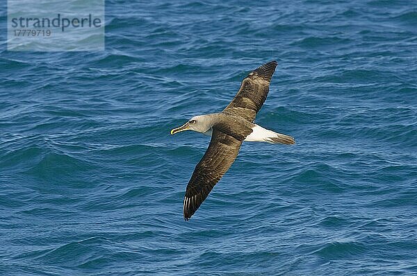 Südlicher Buller-Albatros (Thalassarche bulleri bulleri) erwachsen  im Flug über das Meer  Kaikoura  Südinsel  Neuseeland  Ozeanien