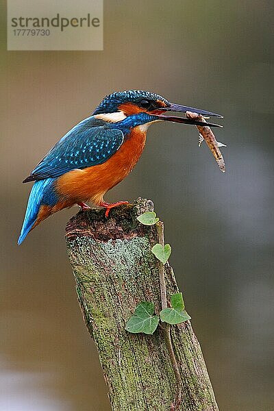 Eisvogel (Alcedo atthis)  erwachsen  mit Schmerle im Schnabel  auf einem Pfosten mit Efeu sitzend  Worcestershire  England  Oktober