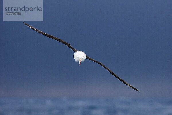 Erwachsener Schwarzbrauenalbatros (Thalassarche melanophrys)  im Flug  Südpolarmeer  nahe Südgeorgien  November