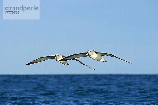Südlicher Buller-Albatros (Thalassarche bulleri bulleri) zwei Erwachsene  im Überseeflug  Kaikoura  Südinsel  Neuseeland  Ozeanien