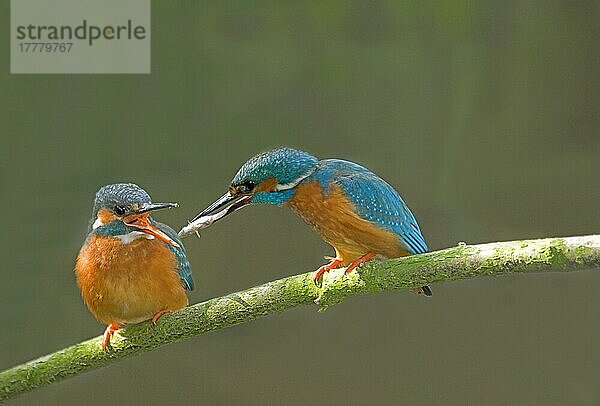 Eisvogel (Alcedo atthis)  erwachsenes Paar  Balzfütterung  Männchen präsentiert Fisch an Weibchen  England  März