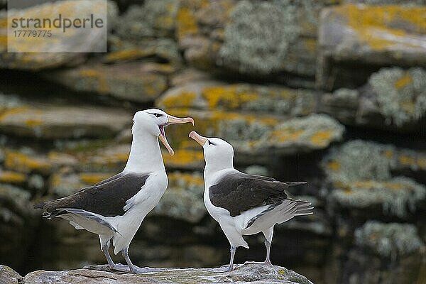 Erwachsenes Paar Schwarzbrauenalbatrosse (Diomedea melanophoris)  Balz  Südgeorgien