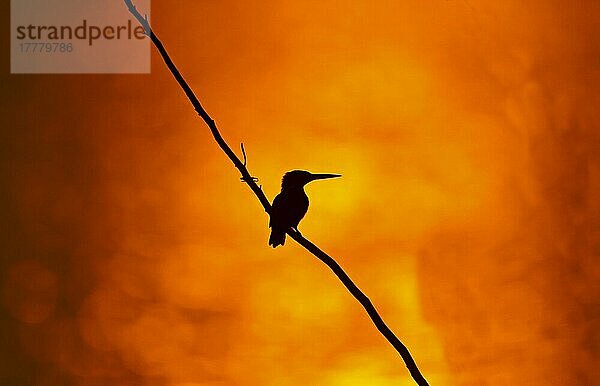 Eisvogel (Alcedo atthis)  erwachsen  auf einem Ast sitzend  Silhouette bei Sonnenuntergang  Indien  Februar  Asien