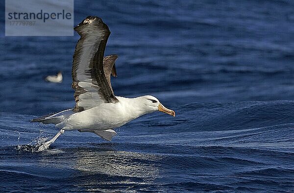 Erwachsener Schwarzbrauenalbatros (Thalassarche melanophrys)  von der Meeresoberfläche abhebend  Südkap  Südafrika