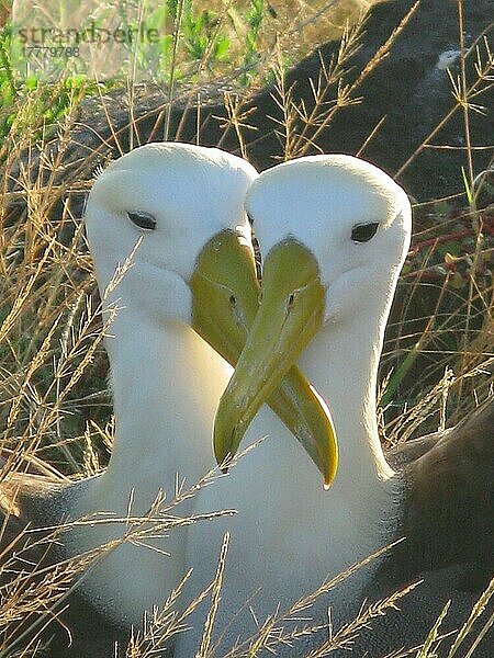 Wellenalbatros (Diomedea irrorata) erwachsenes Paar  Nahaufnahme der Köpfe  zusammen am Nest sitzend  Insel Espanola  Galapagos-Inseln