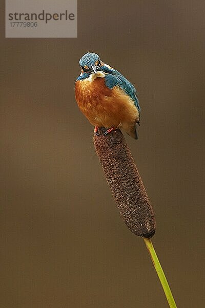 Eisvogel  Eisvögel (Alcedo atthis)  Eisvögel  Tiere  Vögel  Common Kingfisher adult  perched on reedmace  Worcestershire  England  Großbritannien  Europa