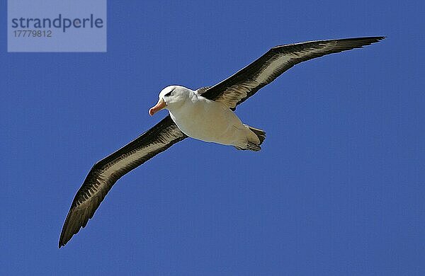 Erwachsener Schwarzbrauenalbatros (Diomedea melanophris) im Flug  Falkland