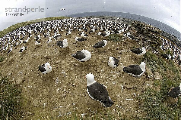 Erwachsener Schwarzbrauenalbatros (Diomedea melanophoris)  nistende Kolonie  Fischaugenlinse  Steilküste der Jason-Insel  Falkland-Inseln