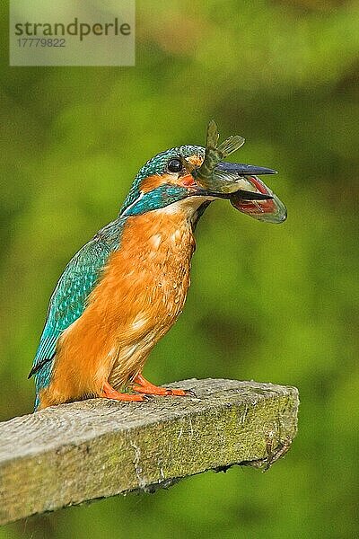 Eisvogel (Alcedo atthis) Erwachsener  auf Holz gesessen  mit Fisch im Schnabel