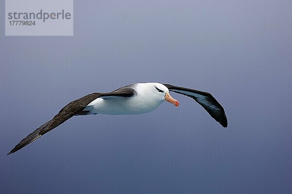 Erwachsener Schwarzbrauenalbatros (Thalassarche melanophrys)  im Flug  Südpolarmeer  nahe Südgeorgien  November