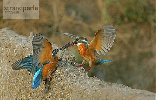 Eisvogel (Alcedo atthis) zwei Erwachsene  streiten um Fischfanggebiet  Türkei  Oktober  Asien