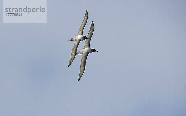 Leichtmantel-Rußalbatros (Diomedea palpebrata)  erwachsenes Paar  im Hochzeitsflug  Südgeorgien