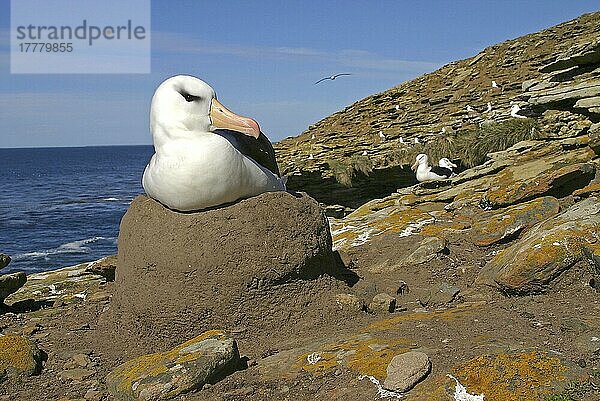 Erwachsener Schwarzbrauenalbatros (Diomedea melanophris) brütet auf Nest  Saunders Island  West-Falkland