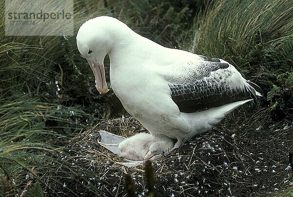 Königsalbatros (Diomedea epomophora)  Königsalbatrosse  Albatros  Röhrennasen  Tiere  Vögel  Royal Albatross with chick
