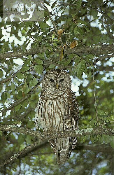 Streifenkauz  Streifenkäuze (Strix varia)  Eulen  Tiere  Vögel  Käuze  Barred Owl At daytime roost  Florida