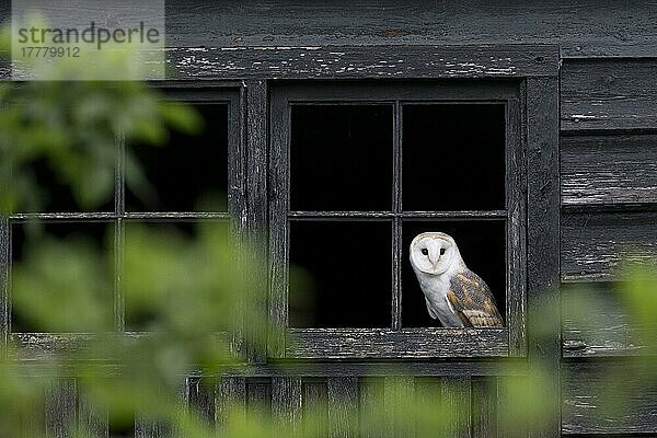 Schleiereule (Tyto alba) erwachsen  schaut aus dem Scheunenfenster  Suffolk  England  Mai (in Gefangenschaft)