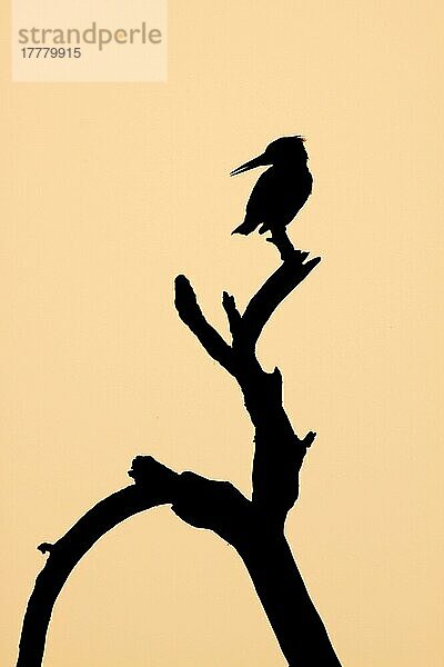 Ausgewachsener Graufischer (Ceryle rudis)  auf einem Ast sitzend  Silhouette bei Sonnenuntergang  Keoladeo Ghana N. P. (Bharatpur)  Rajasthan  Indien  Asien