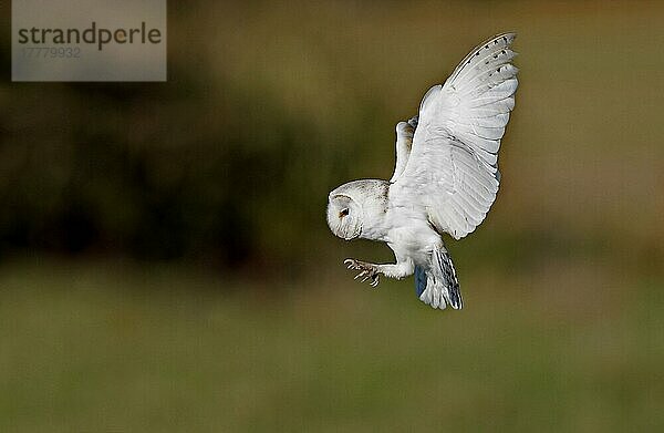 Schleiereule  Schleiereulen (Tyto alba)  Eulen  Tiere  Vögel  Barn Owl adult  in flight  hunting  Norfolk  England  Großbritannien  Europa