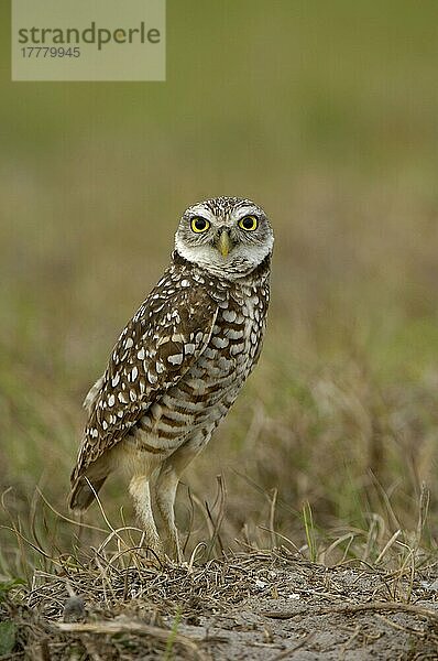 Kanincheneule (Speotyto cunicularia) erwachsen  am Boden stehend  Florida (U.) S. A