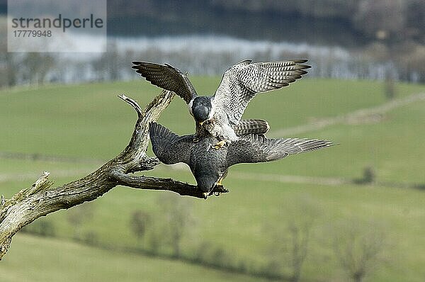 Wanderfalke (Falco peregrinus) erwachsenes Paar  Paarung  Lotus Hill  Dumfriesshire  Schottland  Großbritannien  Europa