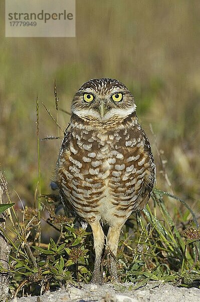 Kanincheneule (Speotyto cunicularia) erwachsen  stehend  Marco Island  Florida (U.) S. A