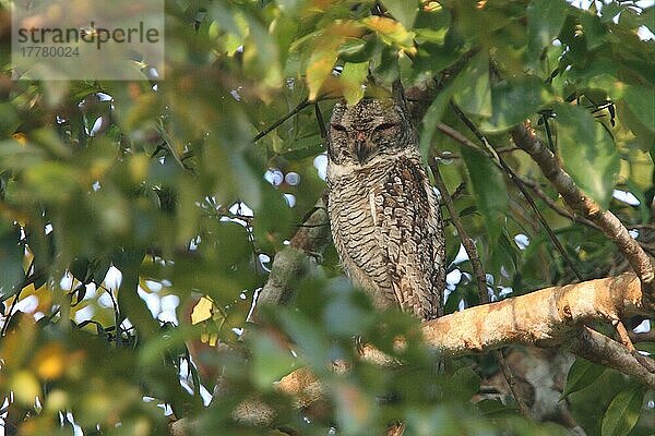 Sprenkelkauz (Strix ocellata) adult  im Baum rastend  Thattakad  Kerala  Indien  Februar  Asien