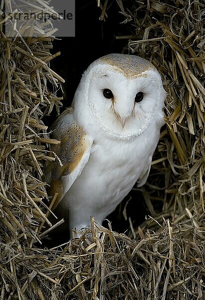 Schleiereule (Tyto alba) erwachsen  stehend auf Strohballen  Gloucestershire  England  Februar (in Gefangenschaft)