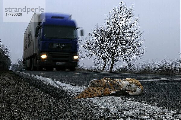 Schleiereule (Tyto alba) toter Erwachsener  auf Straße mit herannahendem Lastwagen getötet  Bulgarien  Europa