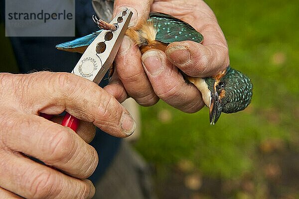 Eisvogel (Alcedo atthis)  erwachsenes Weibchen  beringt von Vogelstimmen  Norfolk  England  August