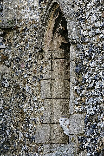 Schleiereule (Tyto alba) erwachsen  schläft im Kirchenfenster  Cley  Nord-Norfolk  England  Winter