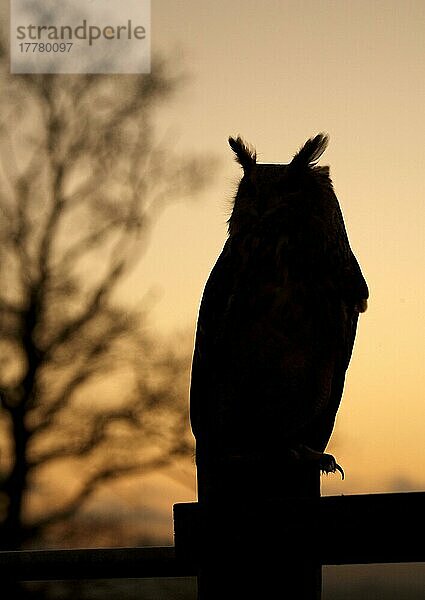 Europäischer Uhu (Bubo bubo)  Europäische Uhus  Eulen  Tiere  Vögel  Eurasian Eagle-owl adult  perched on post  silhouette against winter sunset