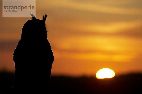 Europäischer Uhu (Bubo bubo)  Europäische Uhus  Eulen  Tiere  Vögel  Eurasian Eagle-owl adult  Silhouette at sunset  captive