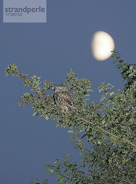 Steinkauz (Athene noctua) erwachsen  sitzt im Weißdornbusch gegen Mondlicht  Suffolk  England  Juli