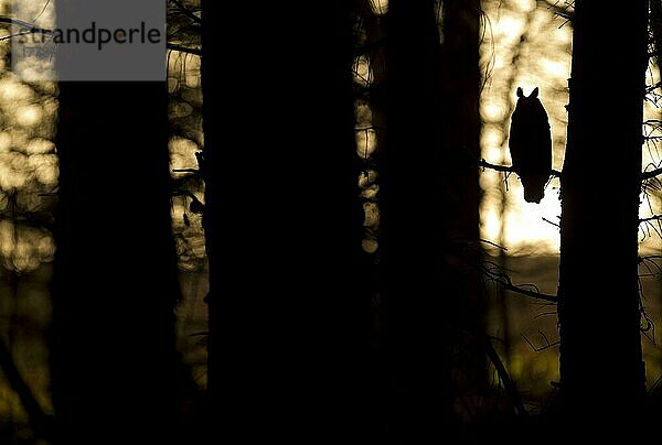 Langohreule (Asio otus)  erwachsen  auf Nadelbaum in Plantage  Silhouette in der Dämmerung  North Yorkshire  England  November (in Gefangenschaft)