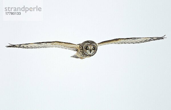 Kurzohrkauz (Asio flammeus) erwachsen  im Flug über Schnee  North Lincolnshire  England  Dezember