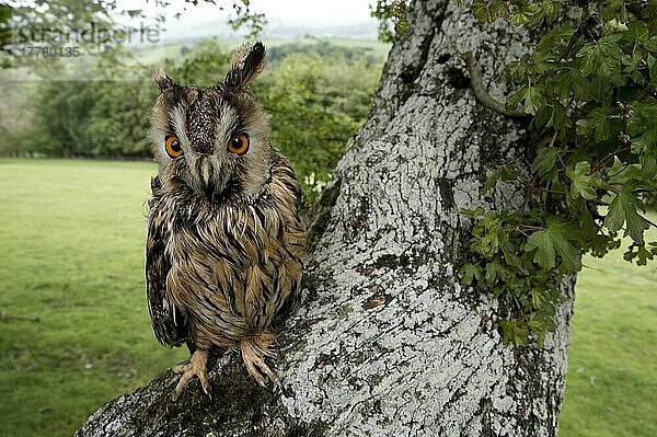 Waldohreule (Asio otus)  erwachsen  im Weißdornbaum sitzend  Wales