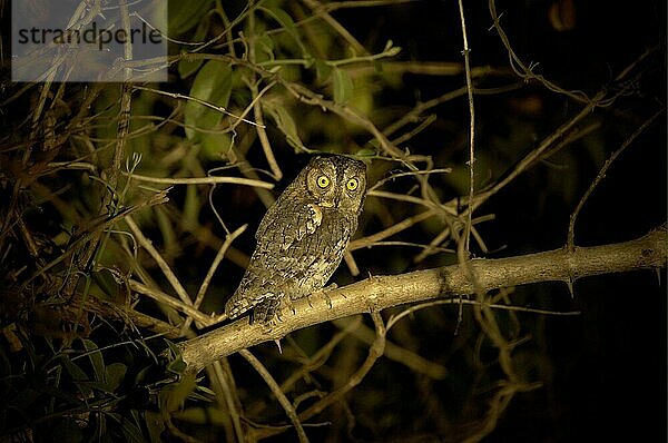 Afrika-Zwergohreule-Zwergohreulen (Otus senegalensis) Eulen  Tiere  Vögeln Scops Owl adult  perched in bush at night  South Luangwa N. P. Zambia