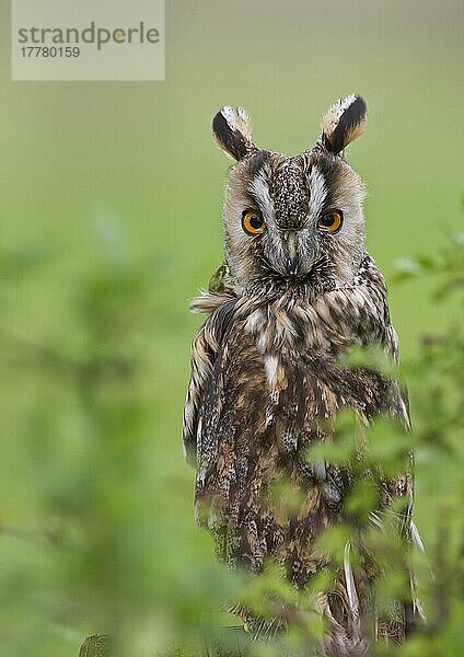 Erwachsener Waldohreule (Asio otus)  hinter einem Weißdornbusch sitzend  Powys  Wales