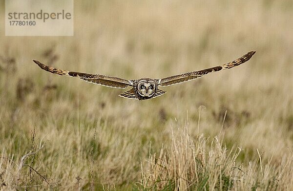 Kurzohrkauz (Asio flammeus) erwachsen  im Flug  Jagd über Brachland  Nordwales  Marsch