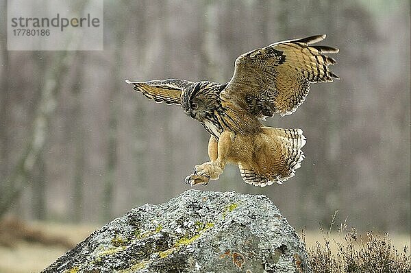 Europäischer Uhu (Bubo bubo)  Europäische Uhus  Eulen  Tiere  Vögel  Eurasian Eagle-owl adult  in flight  landing on rock  Scotland  captive