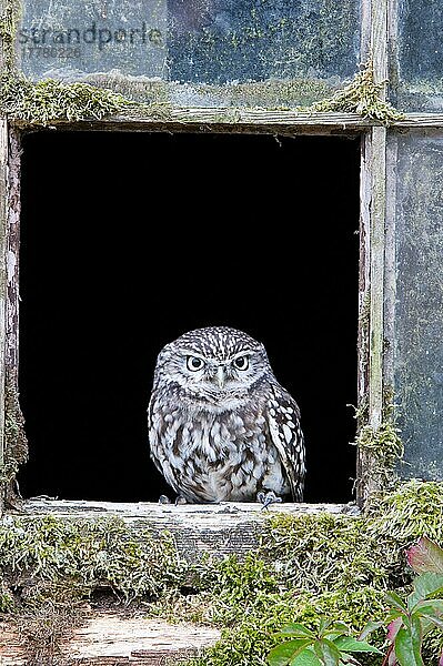 Steinkauz (Athene noctua) erwachsen  sitzt am Fenster eines alten Gebäudes  Norfolk  England  September