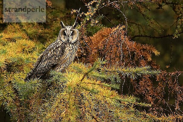 Waldohreule (Asio otus)  erwachsen  auf Lärche in Nadelwäldern  North Yorkshire  England  Herbst